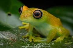 Green Bright-eyed Frog