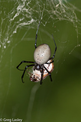 Madagascar Hermit Spider