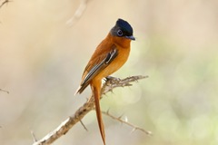 Malagasy Paradise-Flycatcher