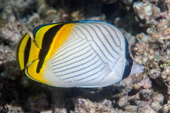Vagabond Butterflyfish