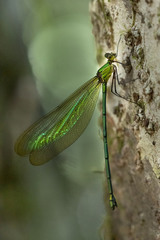 Madagascar demoiselle