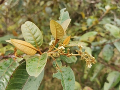 Mbura