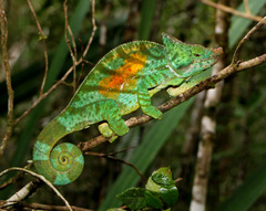 Parson's Chameleon