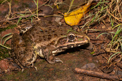 Indus Valley Bullfrog
