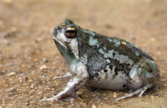 Brown Rain Frog