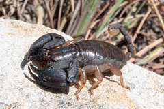 Opisthacanthus madagascariensis