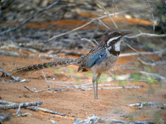 Long-tailed Ground-Roller