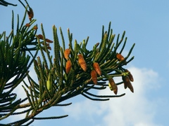 Cook pine