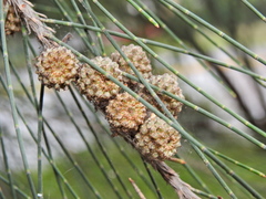 Beach Sheoak