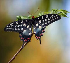 Madagascar Giant Swallowtail
