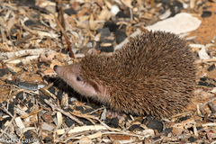 Lesser Hedgehog Tenrec