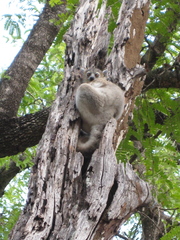 Petter's Sportive Lemur
