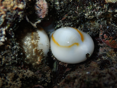 Gold Ring Cowry