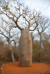 fony baobab