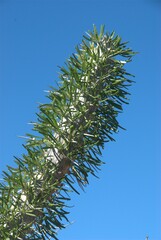 Madagascar Octopus Tree