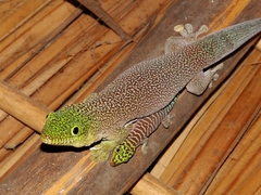 Banded Day Gecko