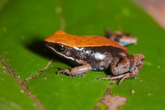 Madagascan Brown Frog