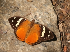 Madagascar forest nymph