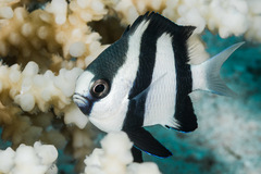 Indian Ocean Humbug
