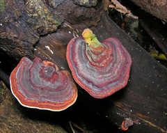 dark-footed tinypore