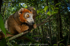 Crowned Lemur