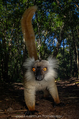 Black Lemur