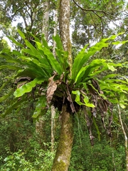 Asplenium mauritianum