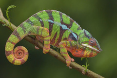 Panther Chameleon