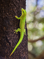 Madagascar Giant Day Gecko