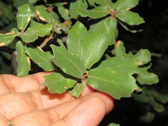 Quercus potosina