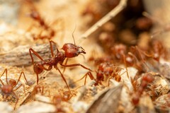 Chicatana Leafcutter Ant