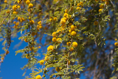 Sweet acacia
