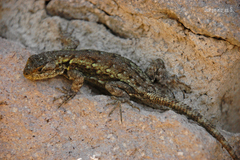 Graphic Spiny Lizard