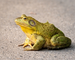 American Bullfrog