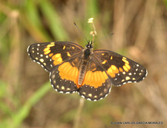 Bordered Patch