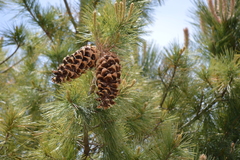 southwestern white pine