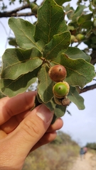 Chihuahuan oak