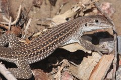 Chihuahuan Spotted Whiptail