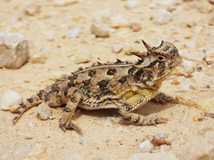 Texas Horned Lizard