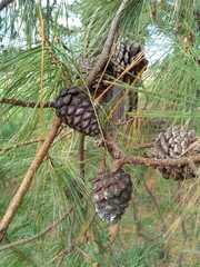 Chihuahuan pine