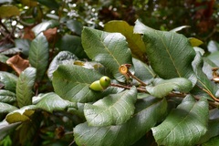 netleaf oak