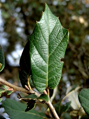 Santa Rosa Oak