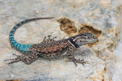 Yarrow's Spiny Lizard