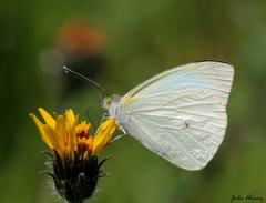 Green-eyed White