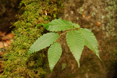 Mexican beech