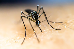 Yellow Fever Mosquito