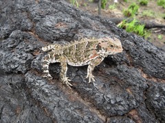 Mountain Horned Lizard