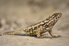 Eastern Spiny Lizard