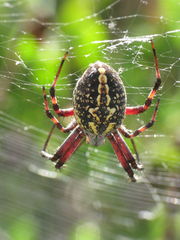 Western Spotted Orbweaver