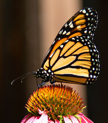 Monarch